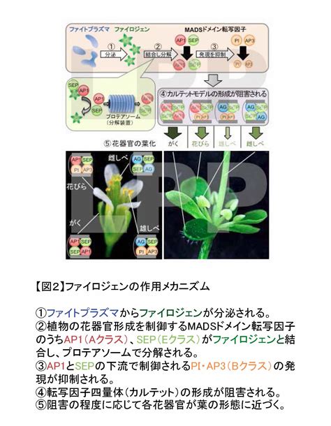 化病|「花」を「葉」に変える病気の謎を解く － 原因遺伝。